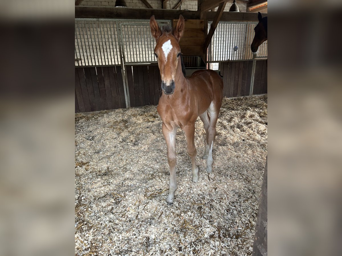Deutsches Reitpferd Hengst  172 cm Brauner in Ladbergen