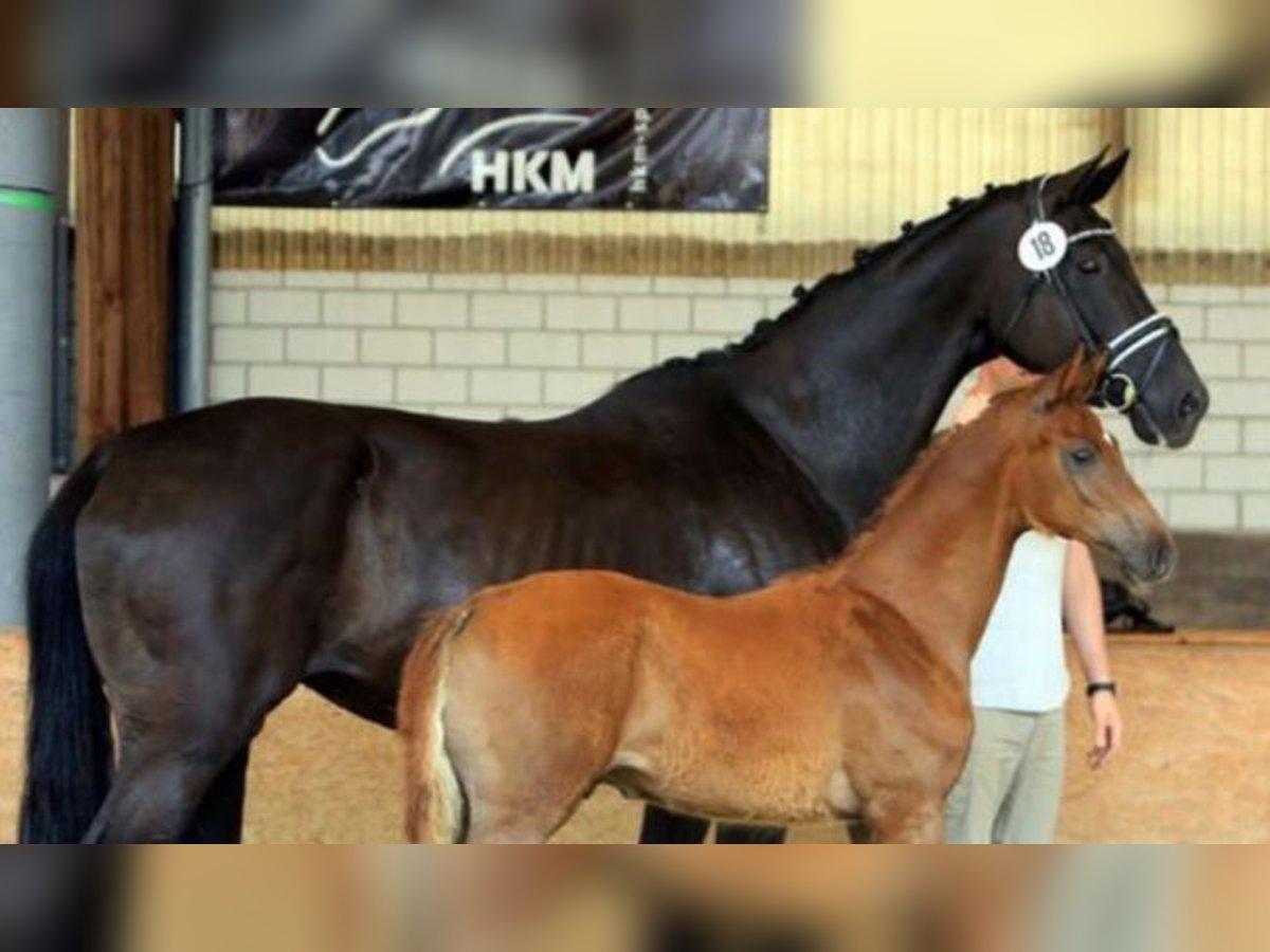 Deutsches Reitpferd Hengst  175 cm Fuchs in Rhede