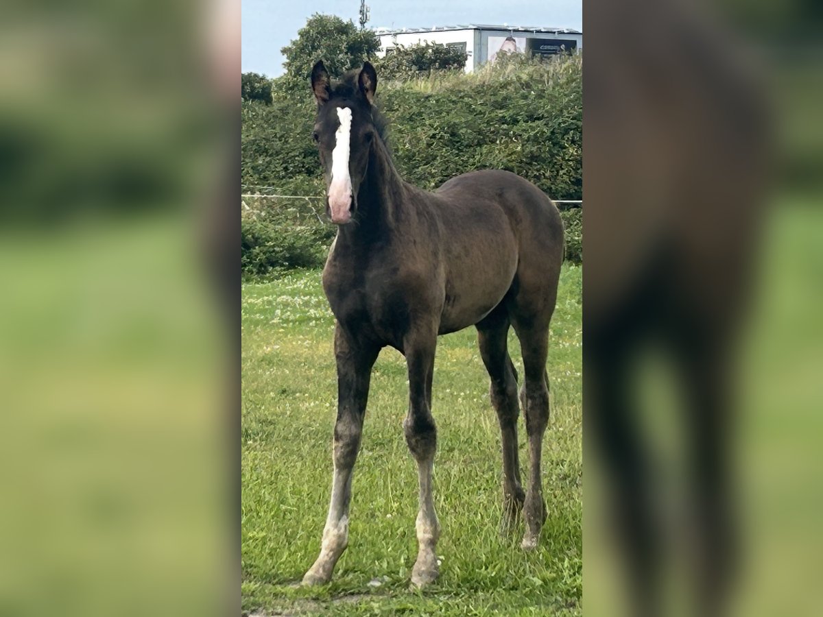 Deutsches Reitpferd Hengst Fohlen (05/2025) Dunkelbrauner in Krefeld
