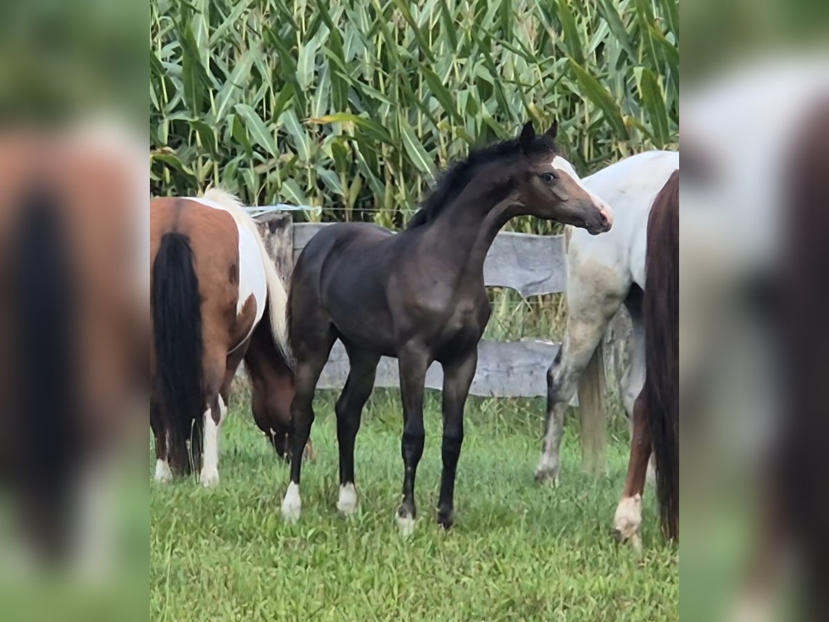 Deutsches Reitpferd Hengst Fohlen (04/2024) Dunkelbrauner in Tangeln