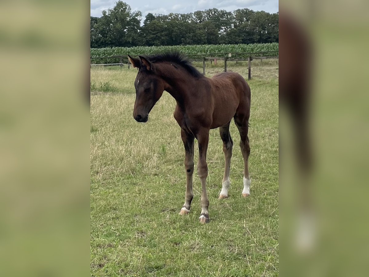 Deutsches Reitpferd Hengst Fohlen (04/2024) Dunkelbrauner in Warendorf