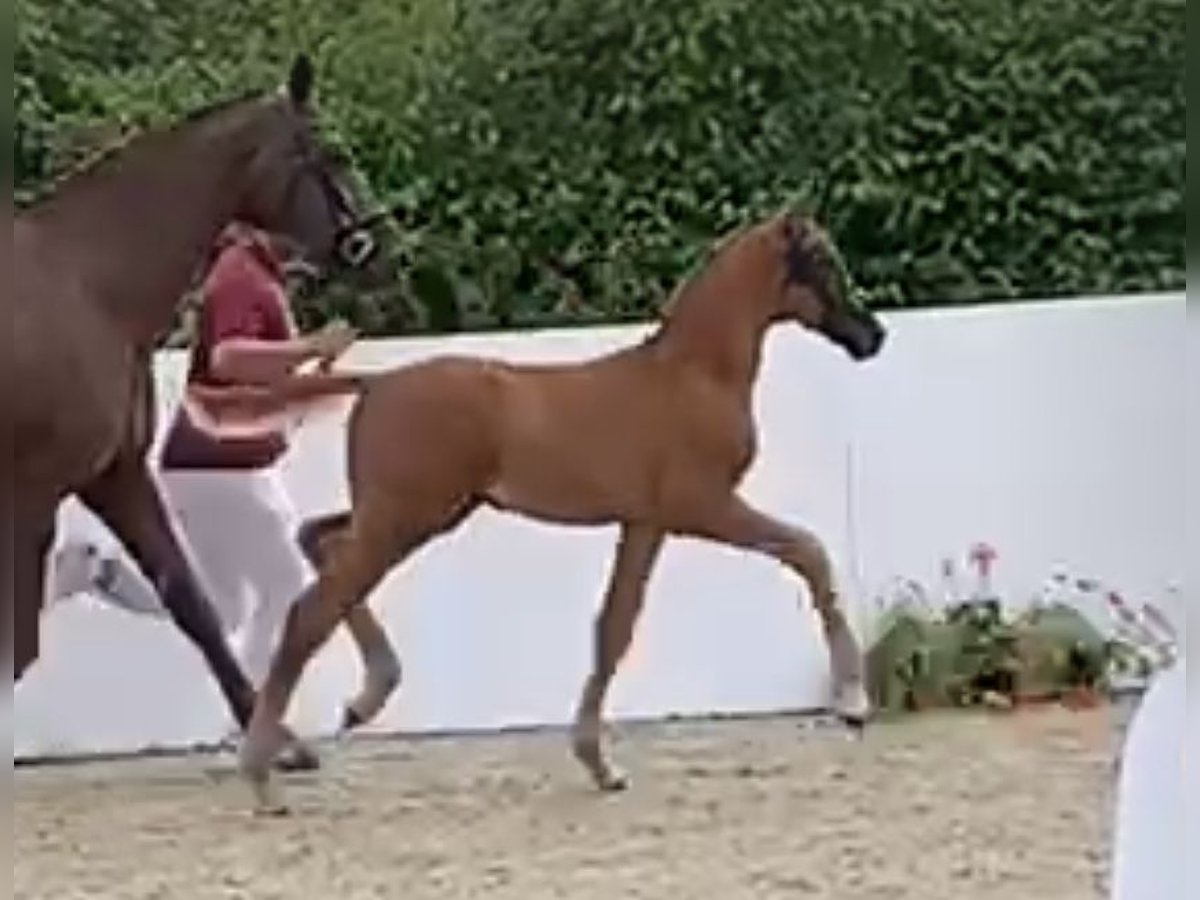 Deutsches Reitpferd Hengst Fohlen (04/2024) Dunkelfuchs in Medlingen