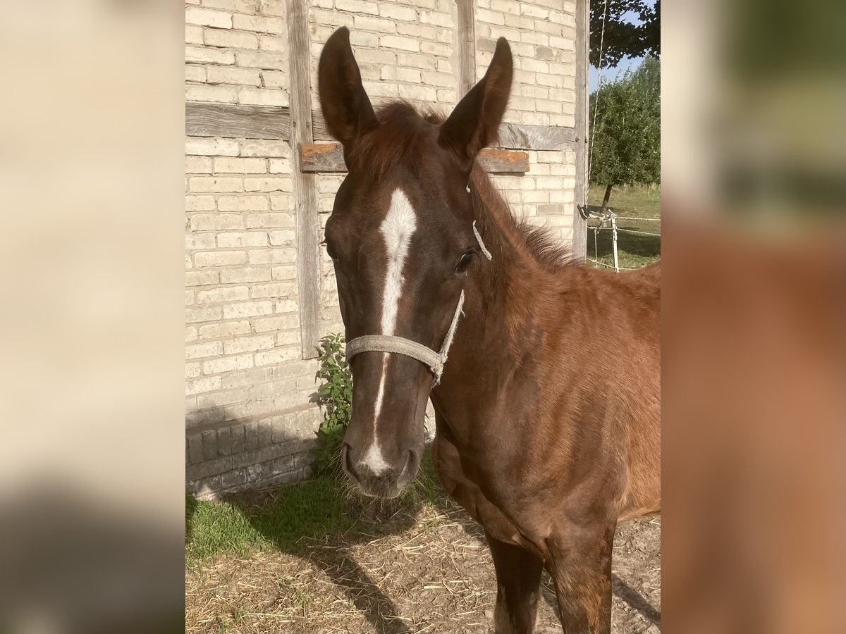 Deutsches Reitpferd Hengst Fohlen (03/2025) Dunkelfuchs in Warendorf