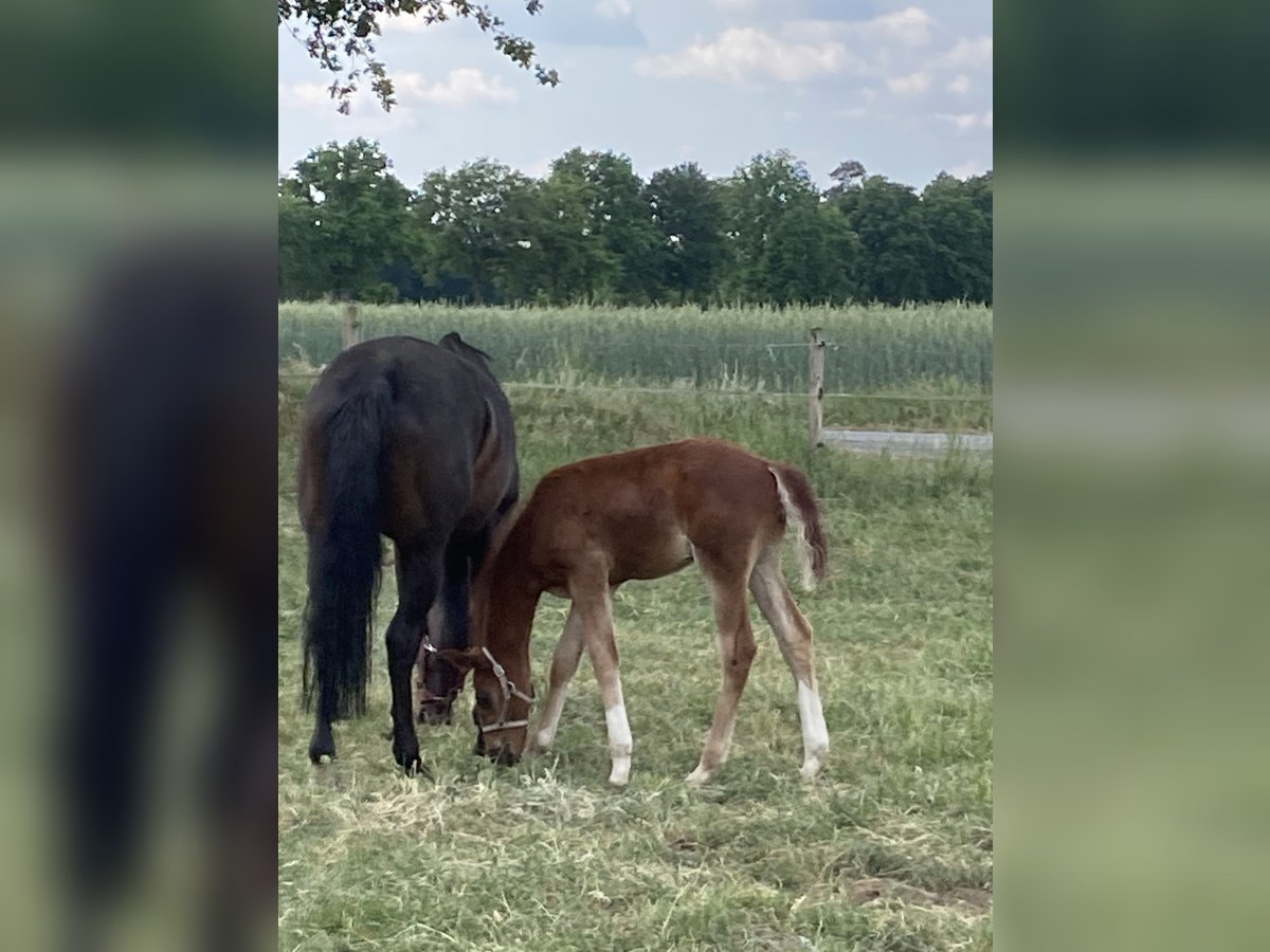 Deutsches Reitpferd Hengst  Dunkelfuchs in Warendorf