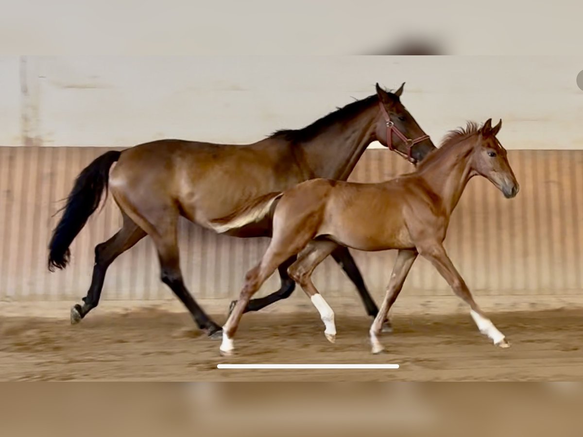 Deutsches Reitpferd Hengst Fohlen (04/2025) Fuchs in Chemnitz