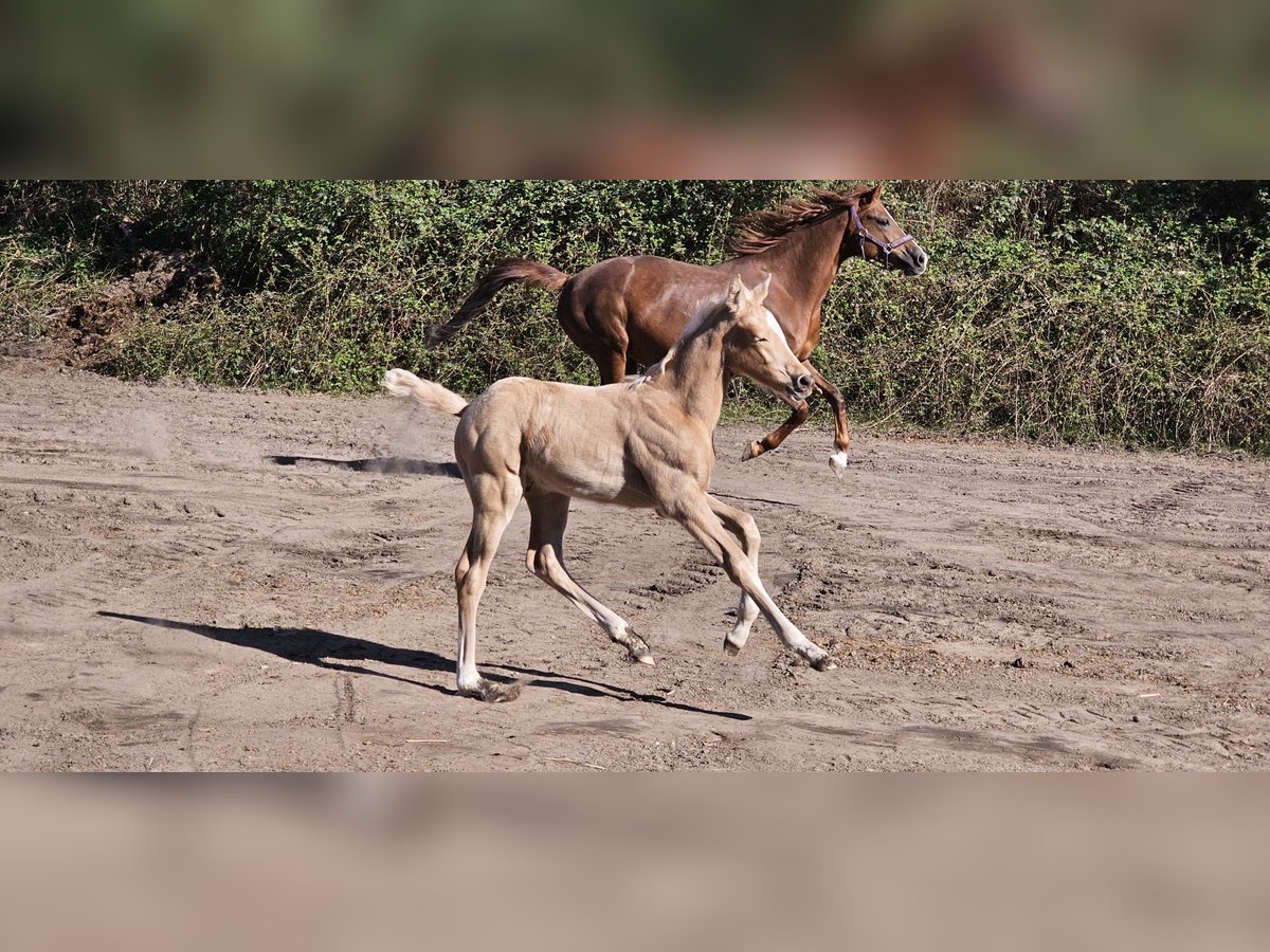 Deutsches Reitpferd Hengst  Palomino in Billigheim-Ingenheim