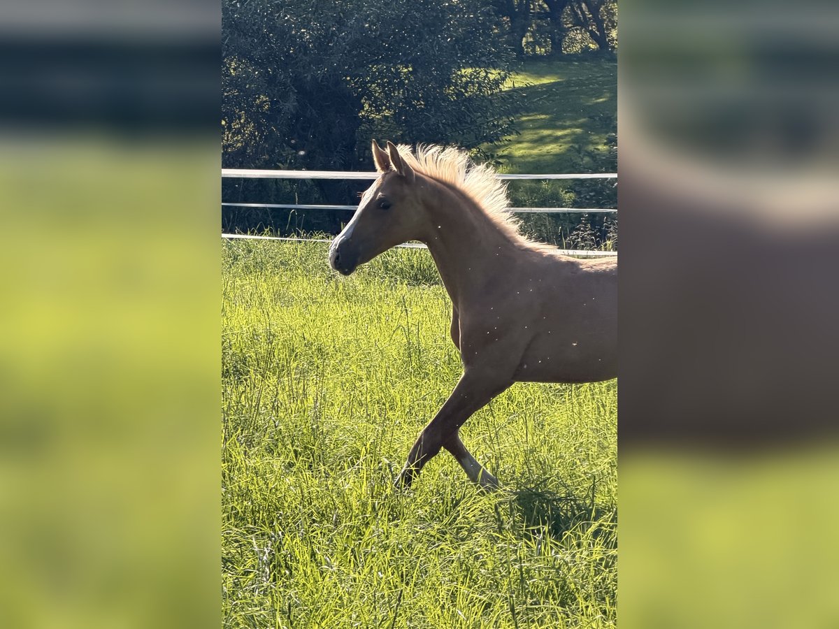 Deutsches Reitpferd, Hengst in Recklinghausen