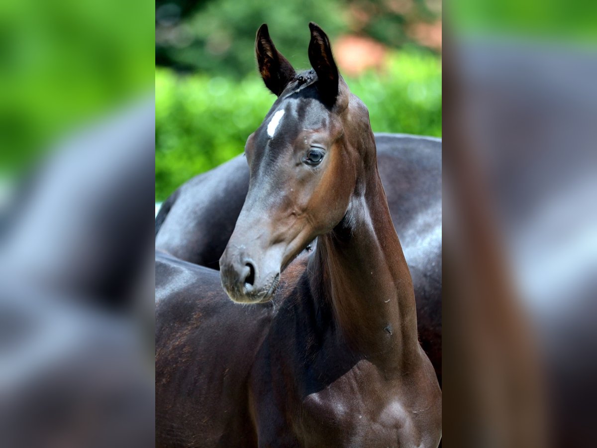 Deutsches Reitpferd Hengst Fohlen (03/2025) Rappe in Rheine