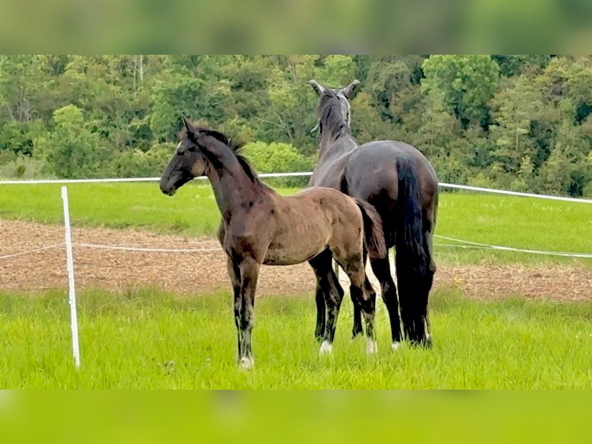 Deutsches Reitpferd Hengst Fohlen (05/2025) Schwarzbrauner in Amt Creuzburg