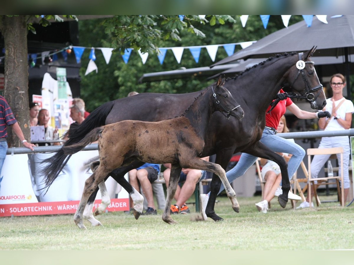 Deutsches Reitpferd Hengst  Schwarzbrauner in RietbergRietberg