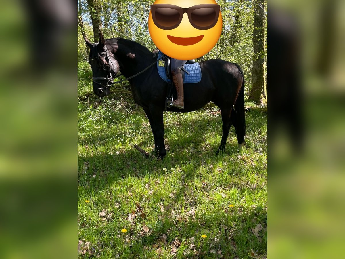 Deutsches Reitpferd Stute 10 Jahre 150 cm Rappe in Simmerath