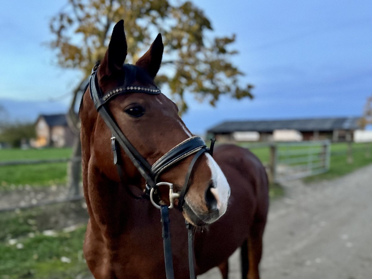Deutsches Reitpferd Stute 10 Jahre 158 cm Brauner in Grevenbroich