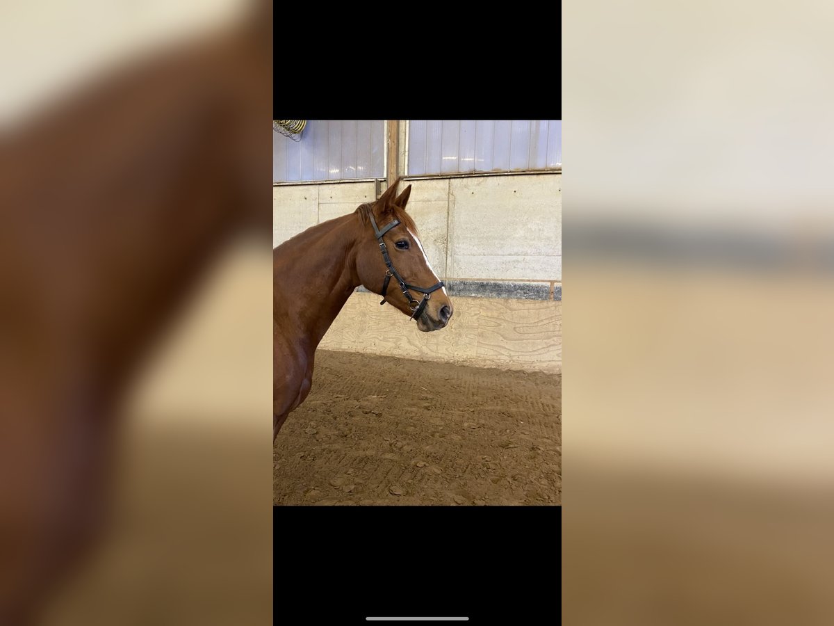 Deutsches Reitpferd Stute 10 Jahre 160 cm Fuchs in Porta Westfalica