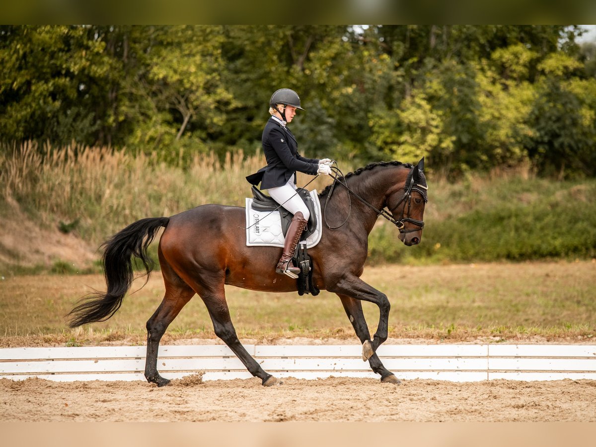 Deutsches Reitpferd Stute 10 Jahre 166 cm Dunkelbrauner in S&#xFC;dliches Anhalt