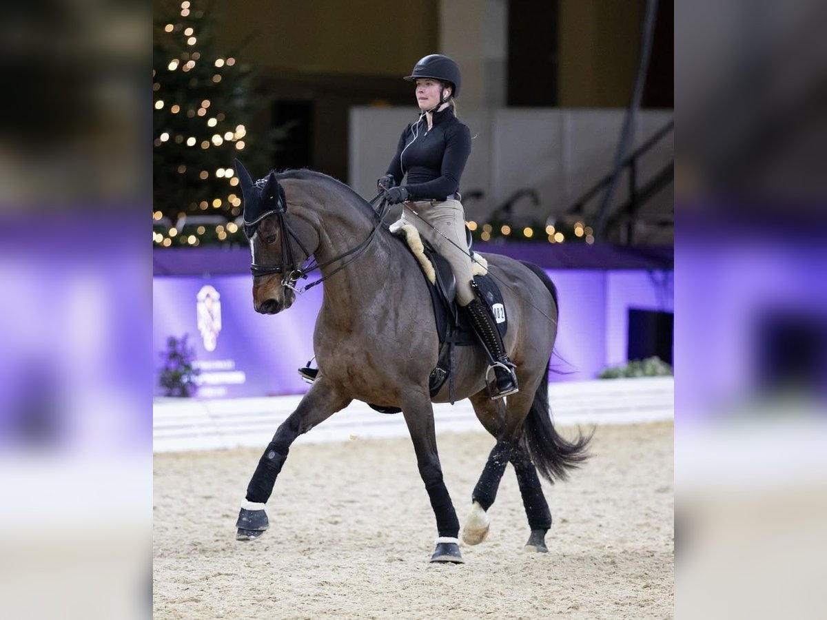 Deutsches Reitpferd Stute 10 Jahre 168 cm Dunkelbrauner in Immenhausen