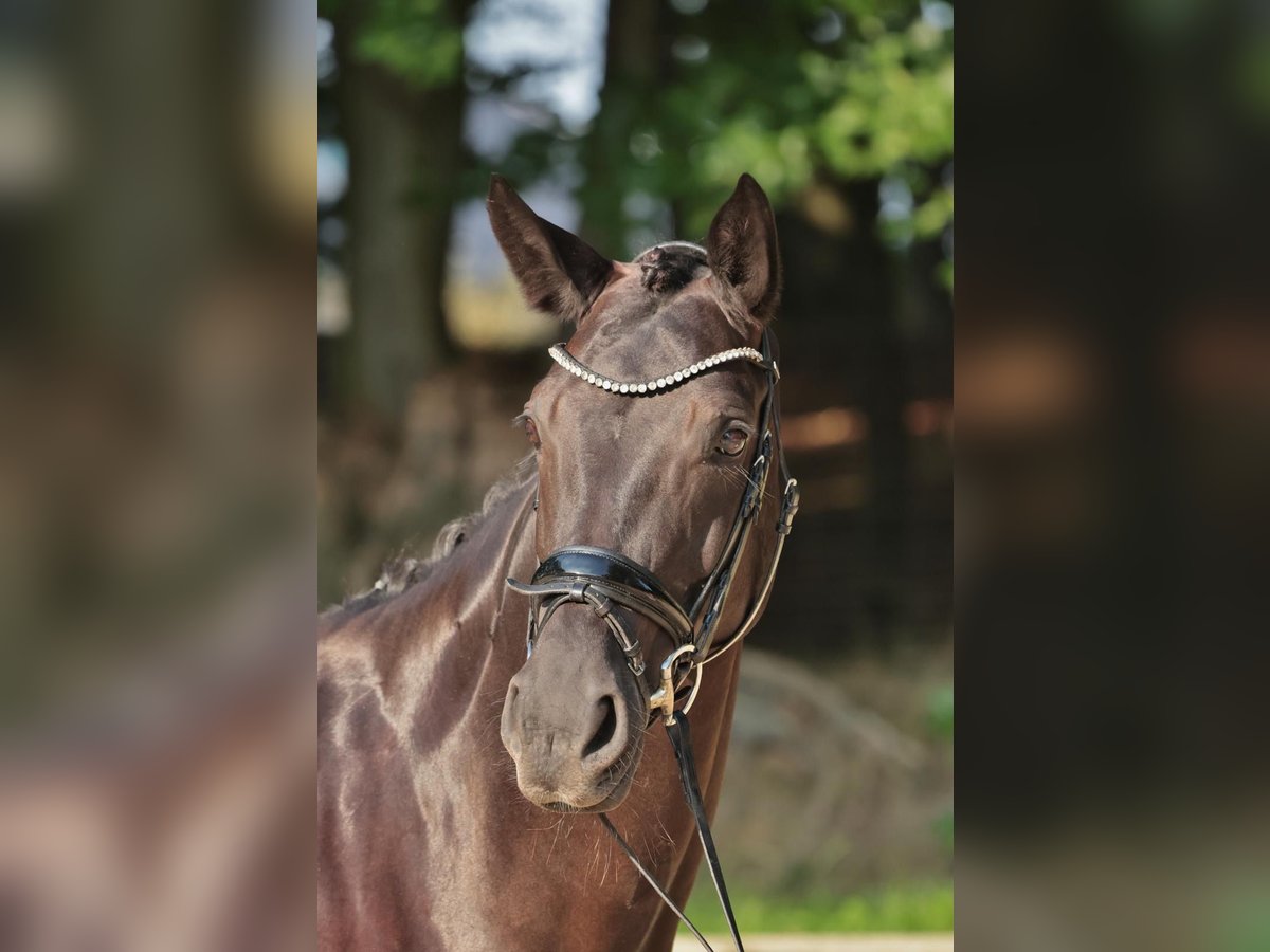 Deutsches Reitpferd Stute 10 Jahre 170 cm Rappe in Werne
