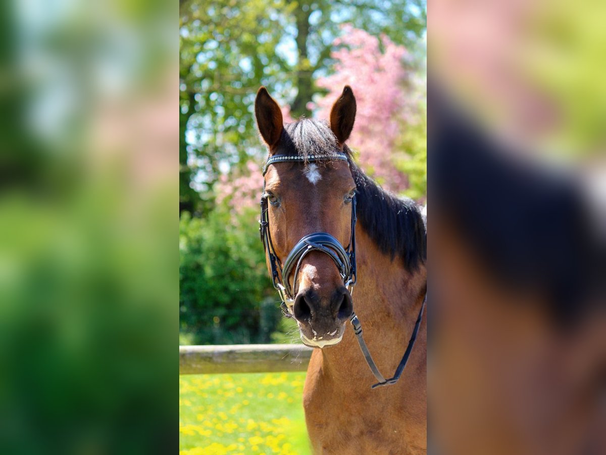 Deutsches Reitpferd Stute 11 Jahre 160 cm Brauner in Stockelsdorf