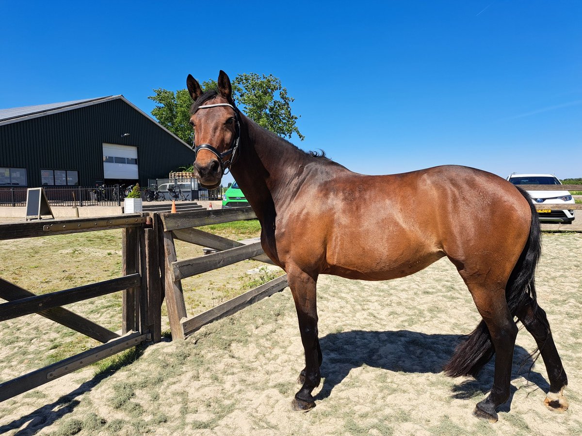 Deutsches Reitpferd Stute 11 Jahre 162 cm Brauner in IJsselstein