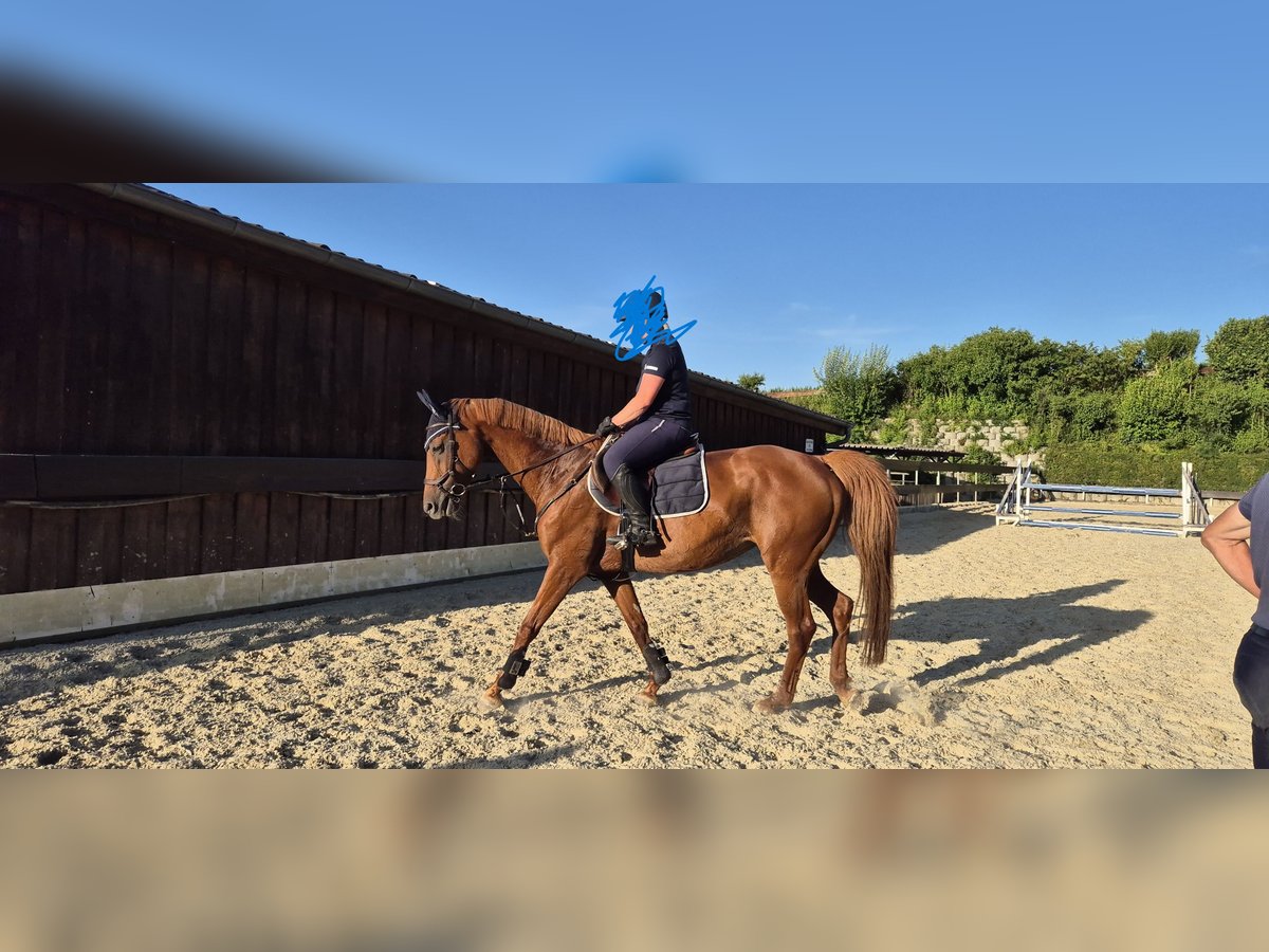 Deutsches Reitpferd Stute 11 Jahre 163 cm Fuchs in Pfaffenhofen Deutsches Reitpferd Stute 11 Jahre 163 cm Fuchs in Pfaffenhofen