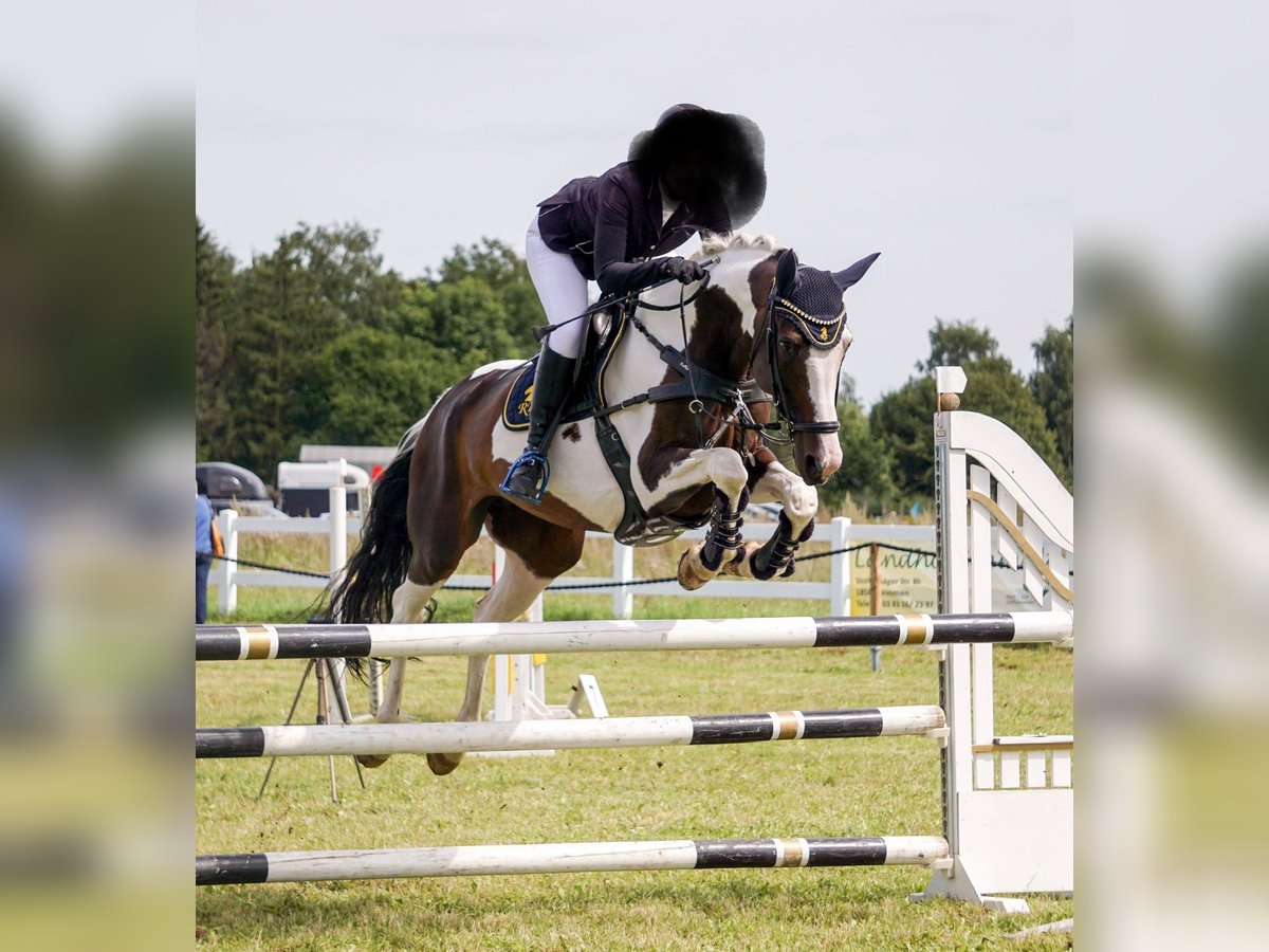 Deutsches Reitpferd Stute 11 Jahre 165 cm Schecke in Weitenhagen