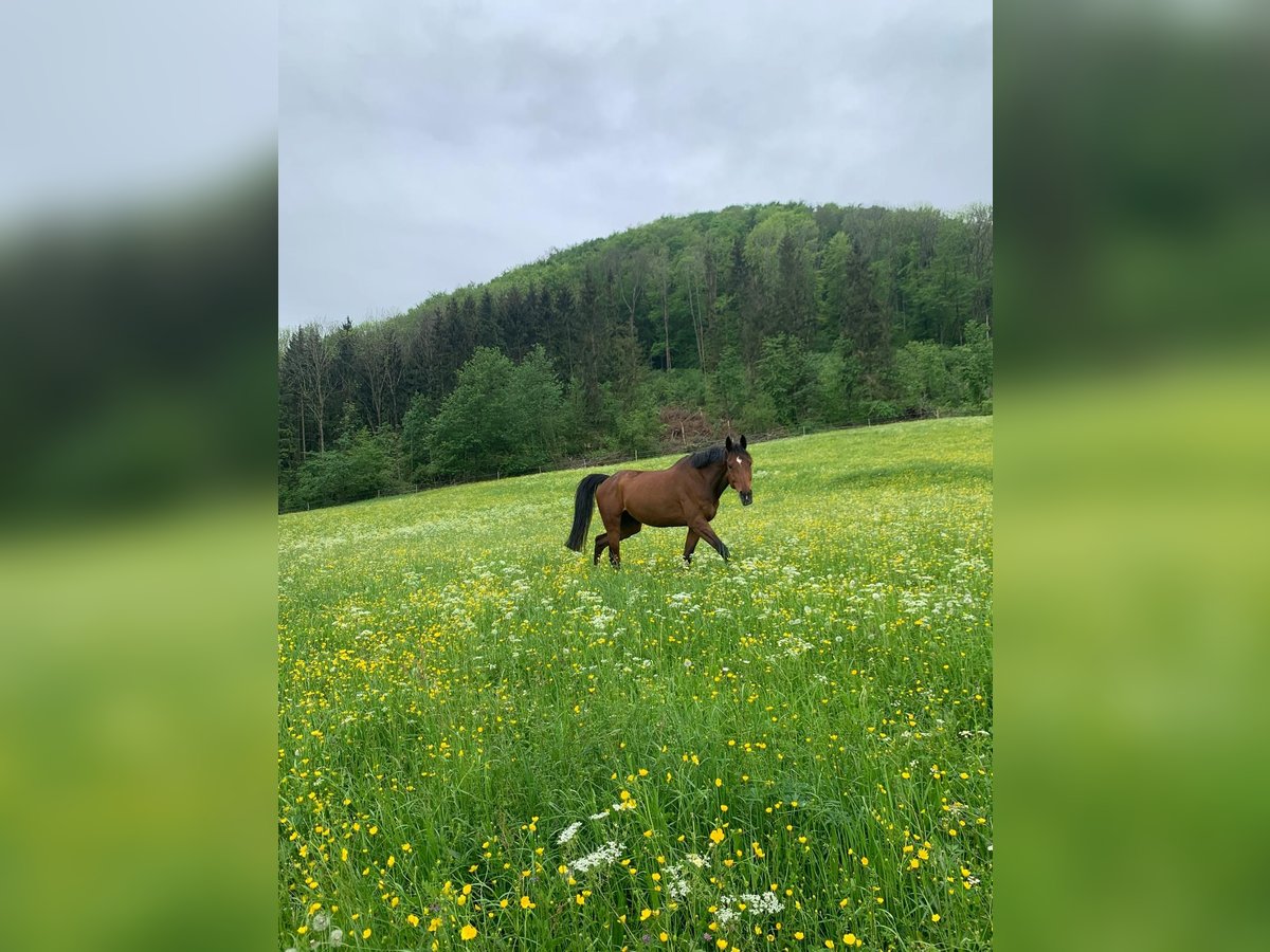 Deutsches Reitpferd Stute 11 Jahre 167 cm Brauner in Neuffen