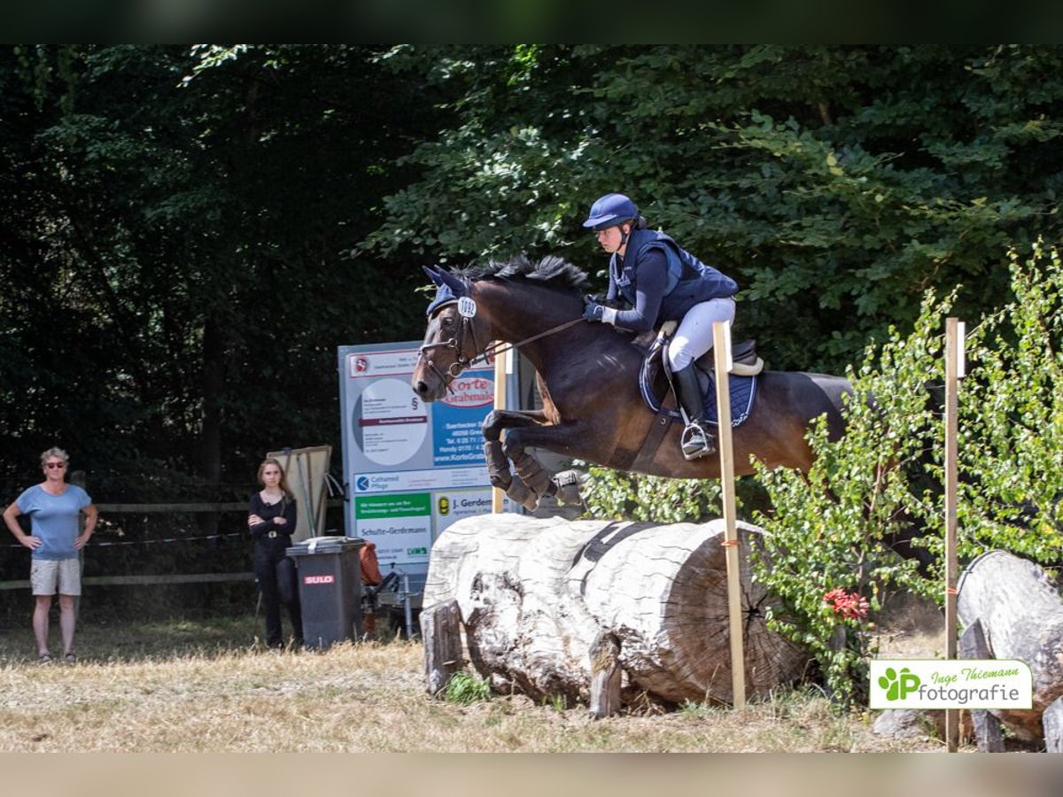 Deutsches Reitpferd Stute 11 Jahre 170 cm Brauner in Saerbeck