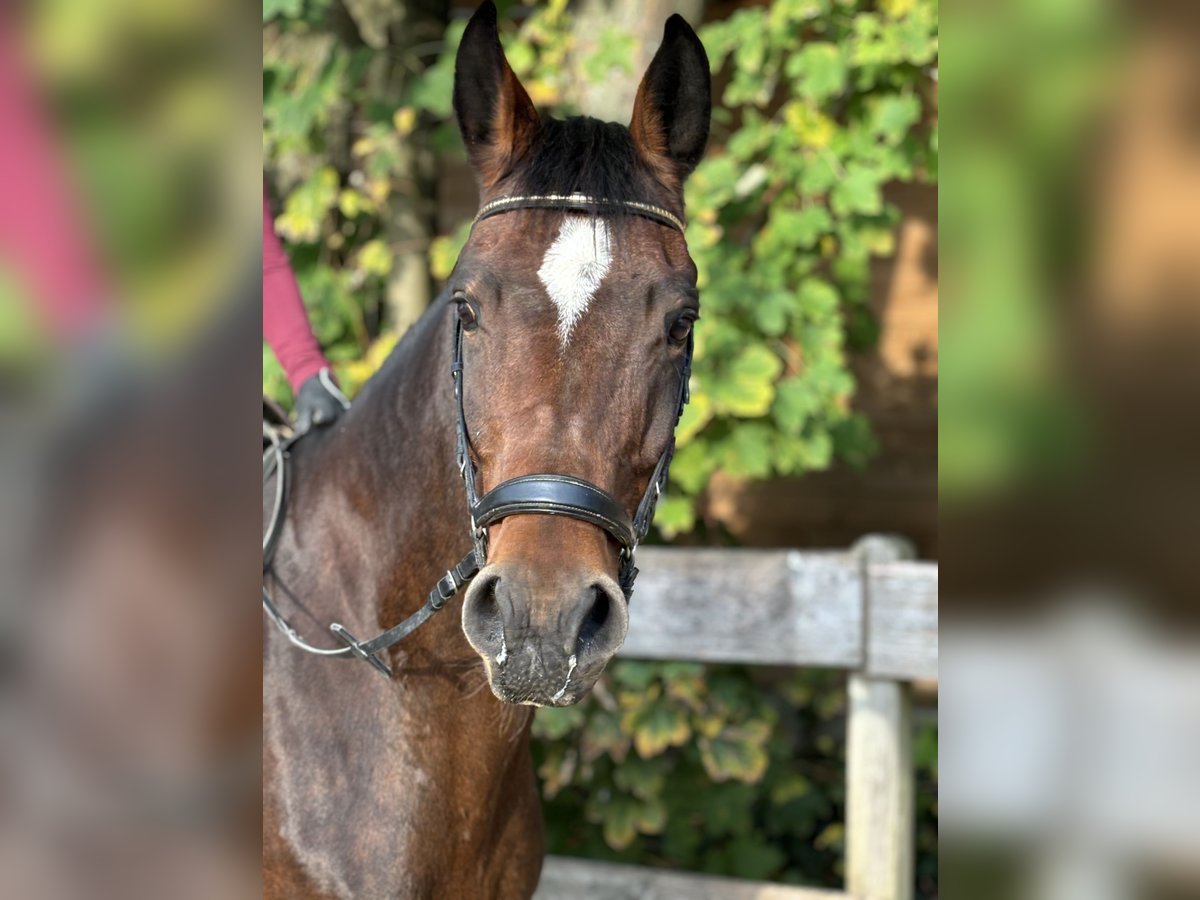 Deutsches Reitpferd Stute 12 Jahre 164 cm Brauner in Hofgeismar