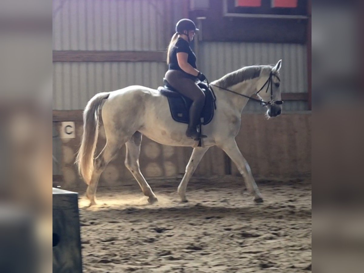 Deutsches Reitpferd Stute 12 Jahre 165 cm Schimmel in Sprakeb&#xFC;ll
