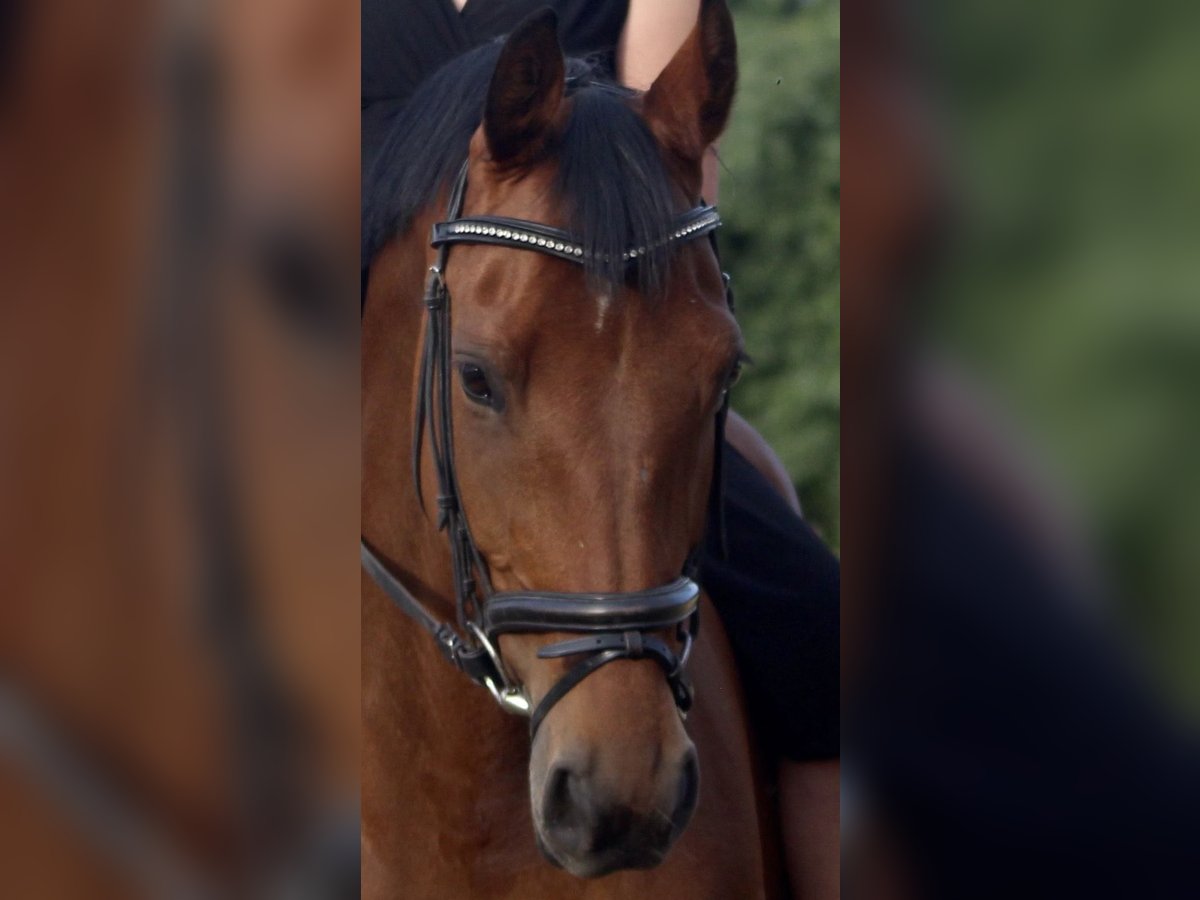 Deutsches Reitpferd Stute 12 Jahre 165 cm in Waltrop