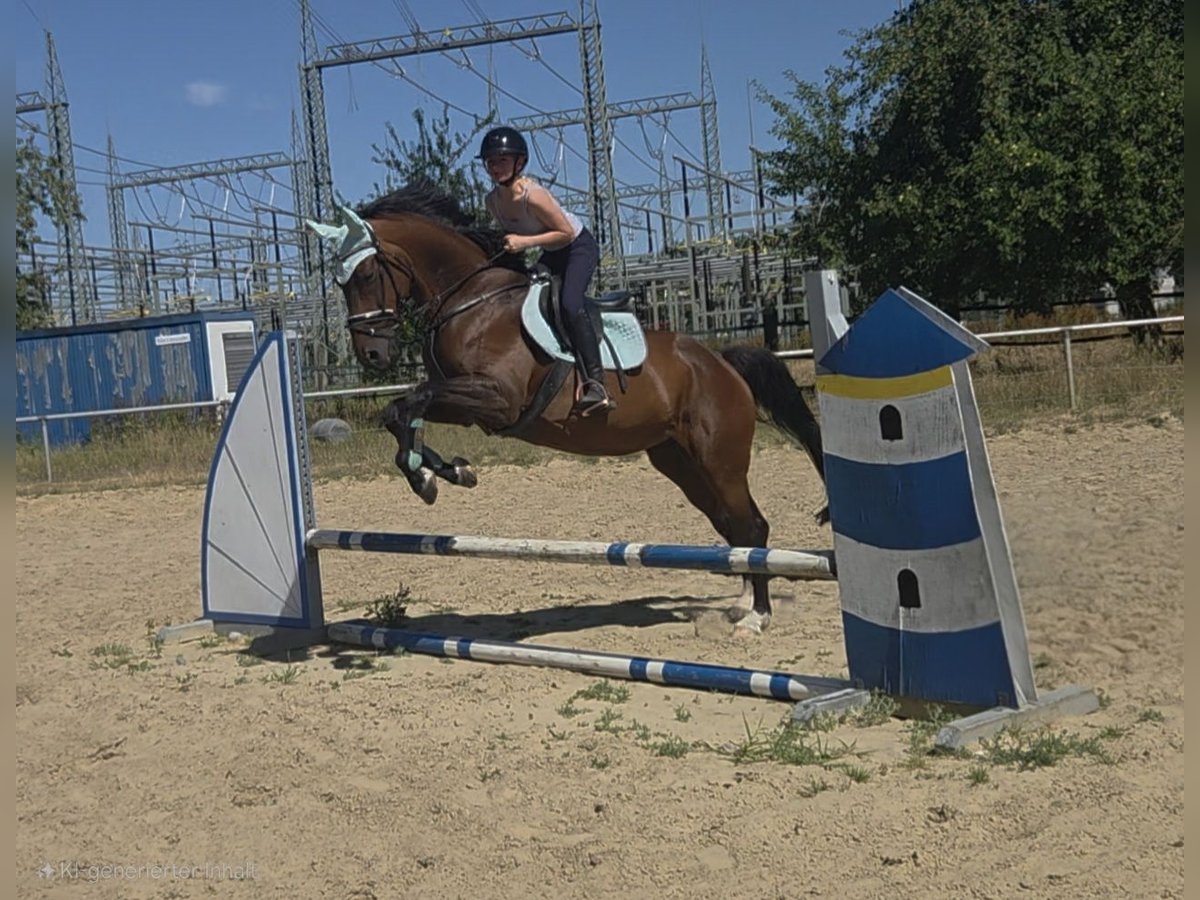 Deutsches Reitpferd Stute 12 Jahre 166 cm Brauner in Gelsenkirchen