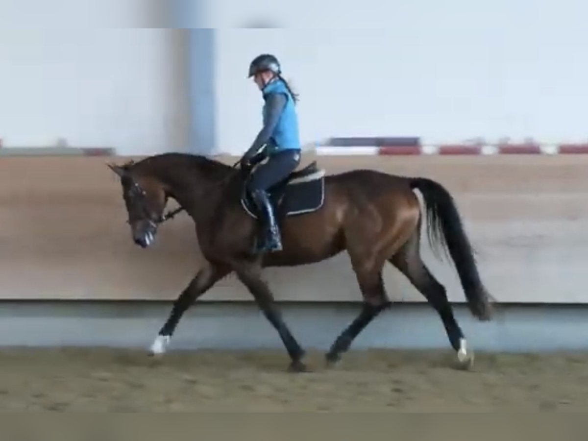 Deutsches Reitpferd Stute 12 Jahre 173 cm Brauner in Biberach an der Riß Deutsches Reitpferd Stute 12 Jahre 173 cm Brauner in Biberach an der Riß