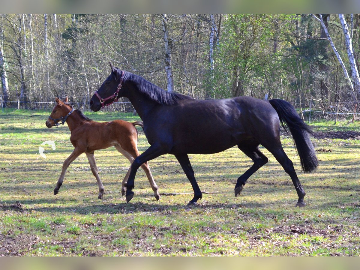 Deutsches Reitpferd Stute 13 Jahre 153 cm Rappe in Uetze