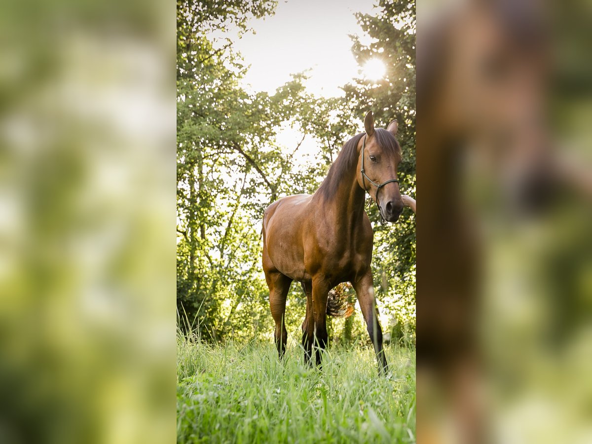 Deutsches Reitpferd Stute 13 Jahre 163 cm Brauner in Egg