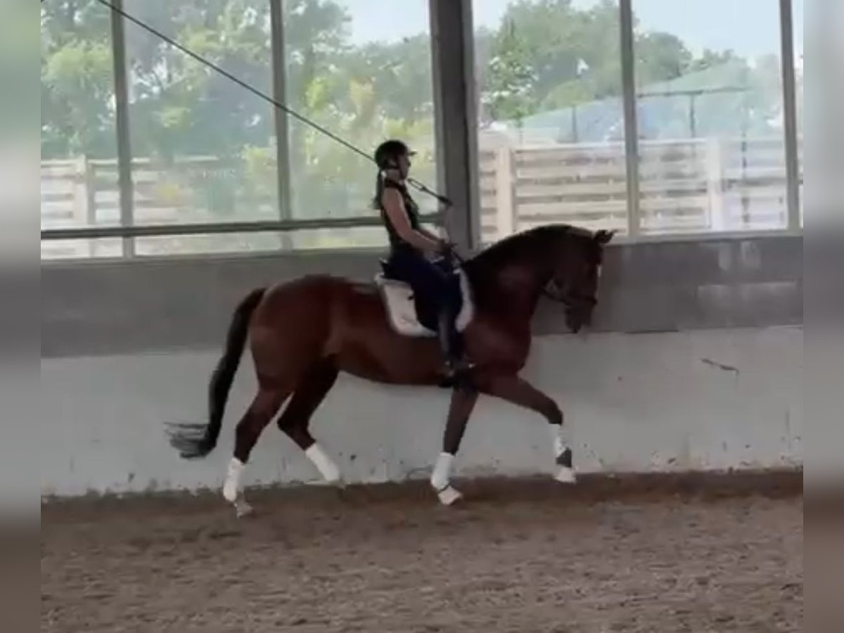 Deutsches Reitpferd Stute 13 Jahre 170 cm Dunkelfuchs in Werne