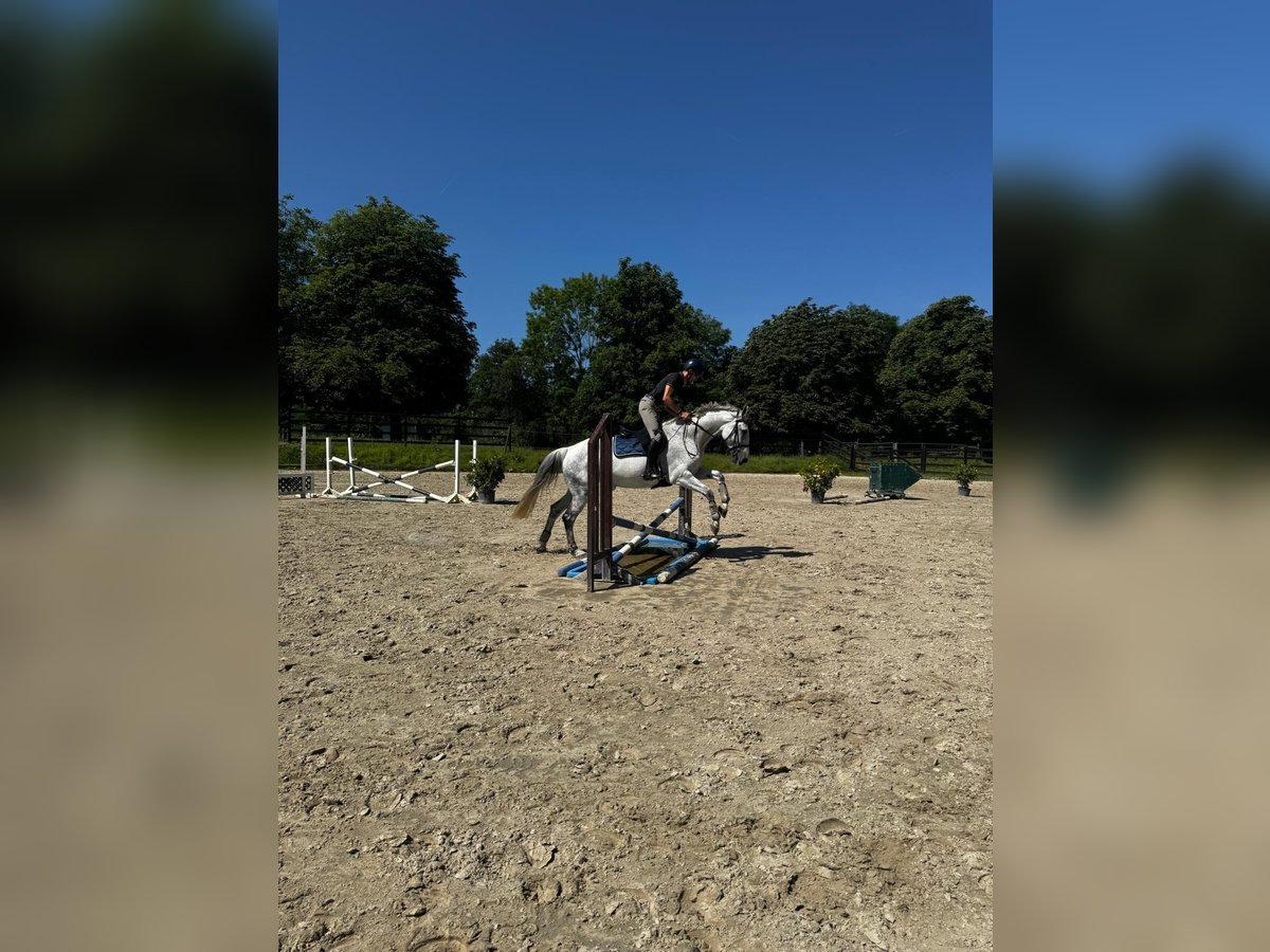 Deutsches Reitpferd Stute 13 Jahre 174 cm Schimmel in Hennef (Sieg)