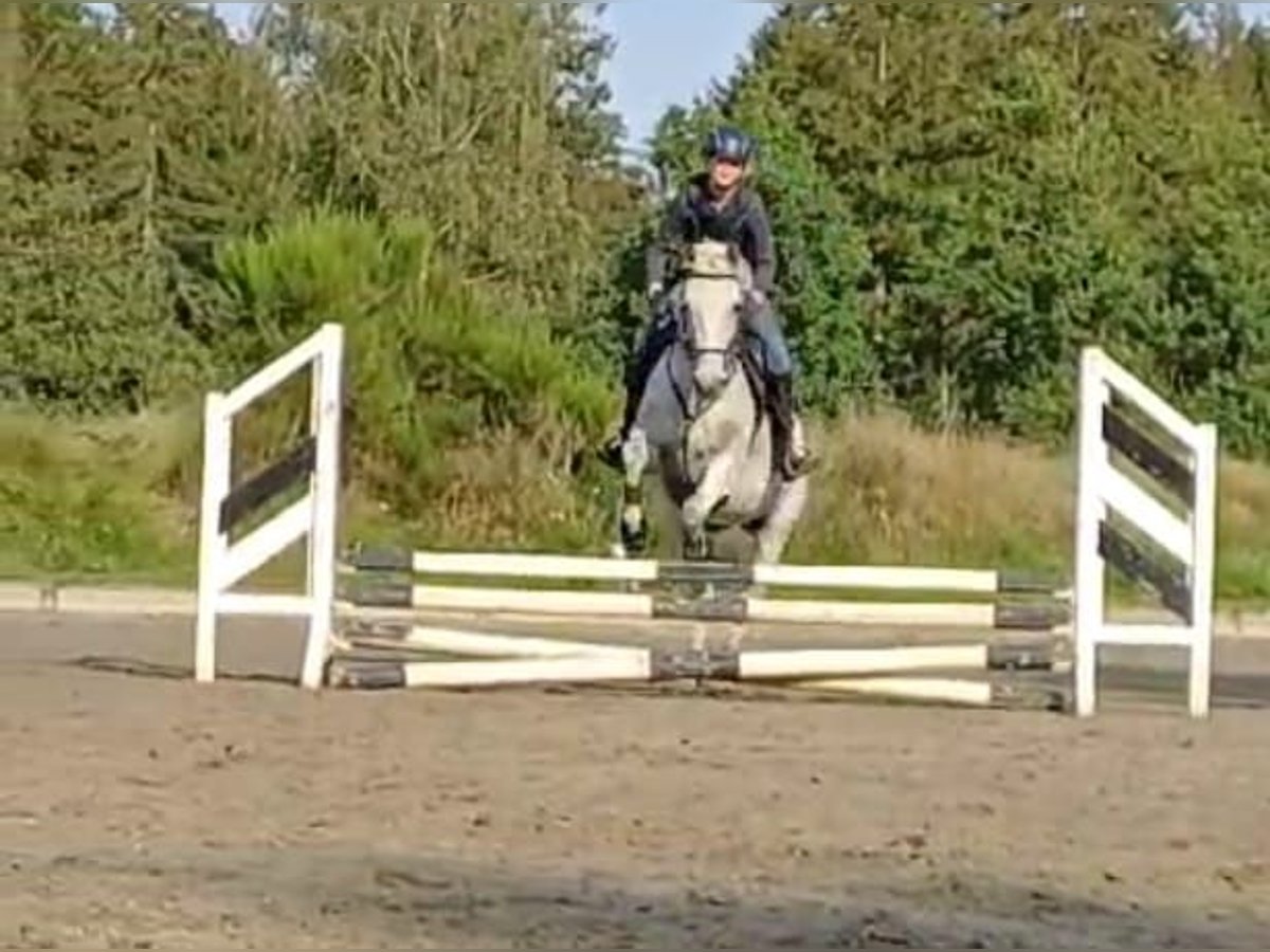 Deutsches Reitpferd Stute 14 Jahre 148 cm Schimmel in Hohn