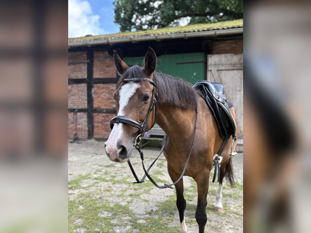 Deutsches Reitpferd Stute 14 Jahre 160 cm Brauner in Loxstedt