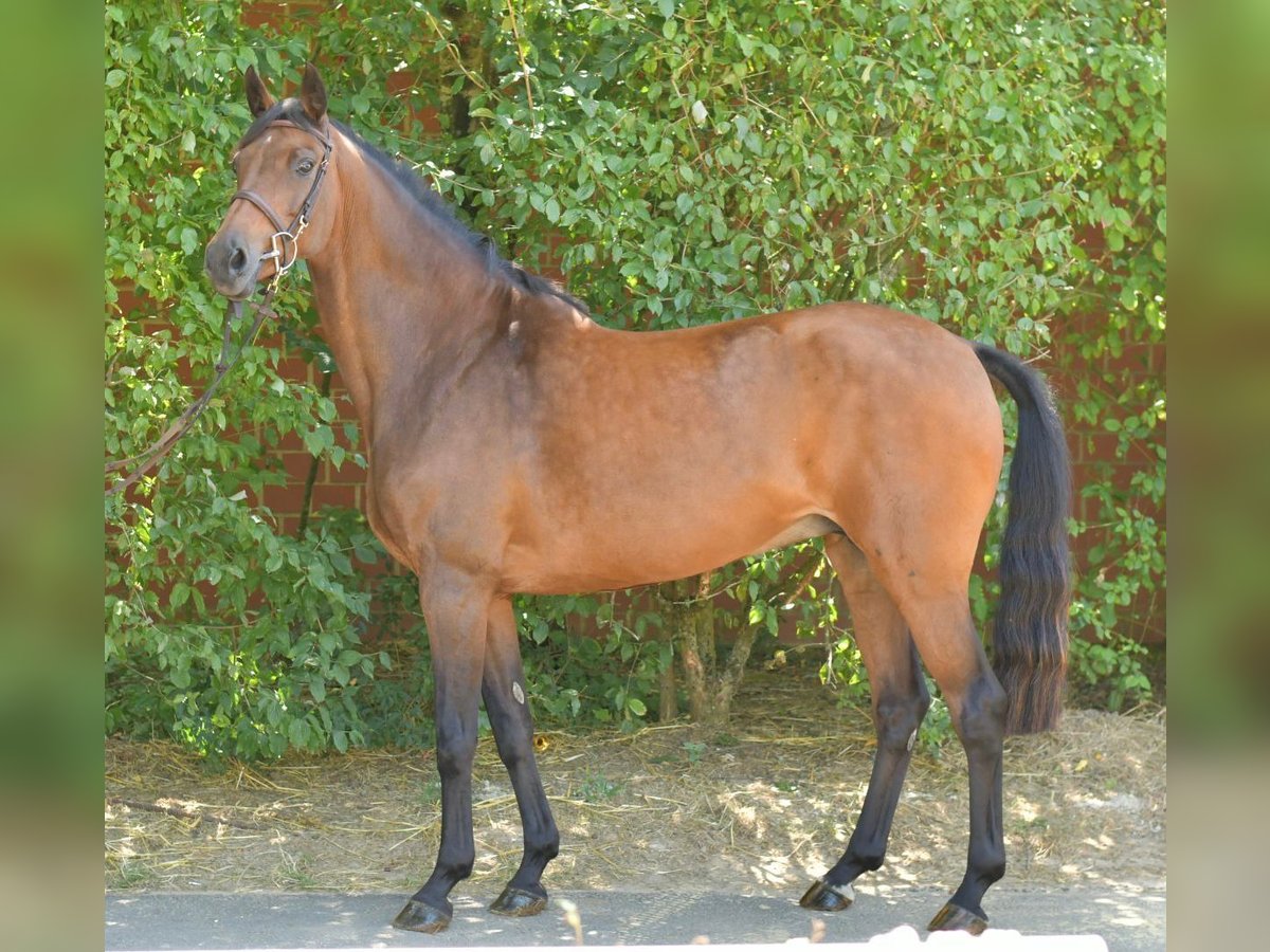 Deutsches Reitpferd Stute 14 Jahre 162 cm Brauner in Baesweiler