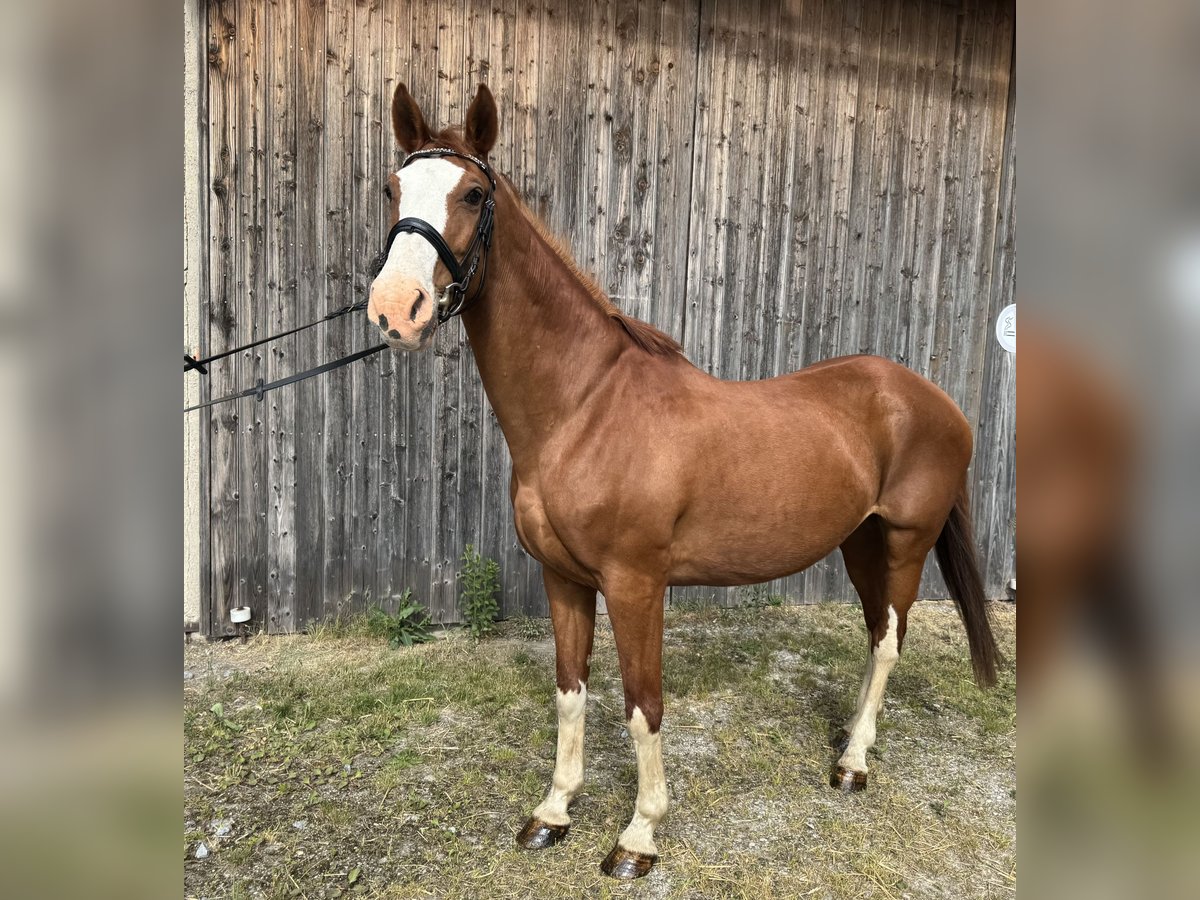 Deutsches Reitpferd Stute 14 Jahre 162 cm Fuchs in Straubing