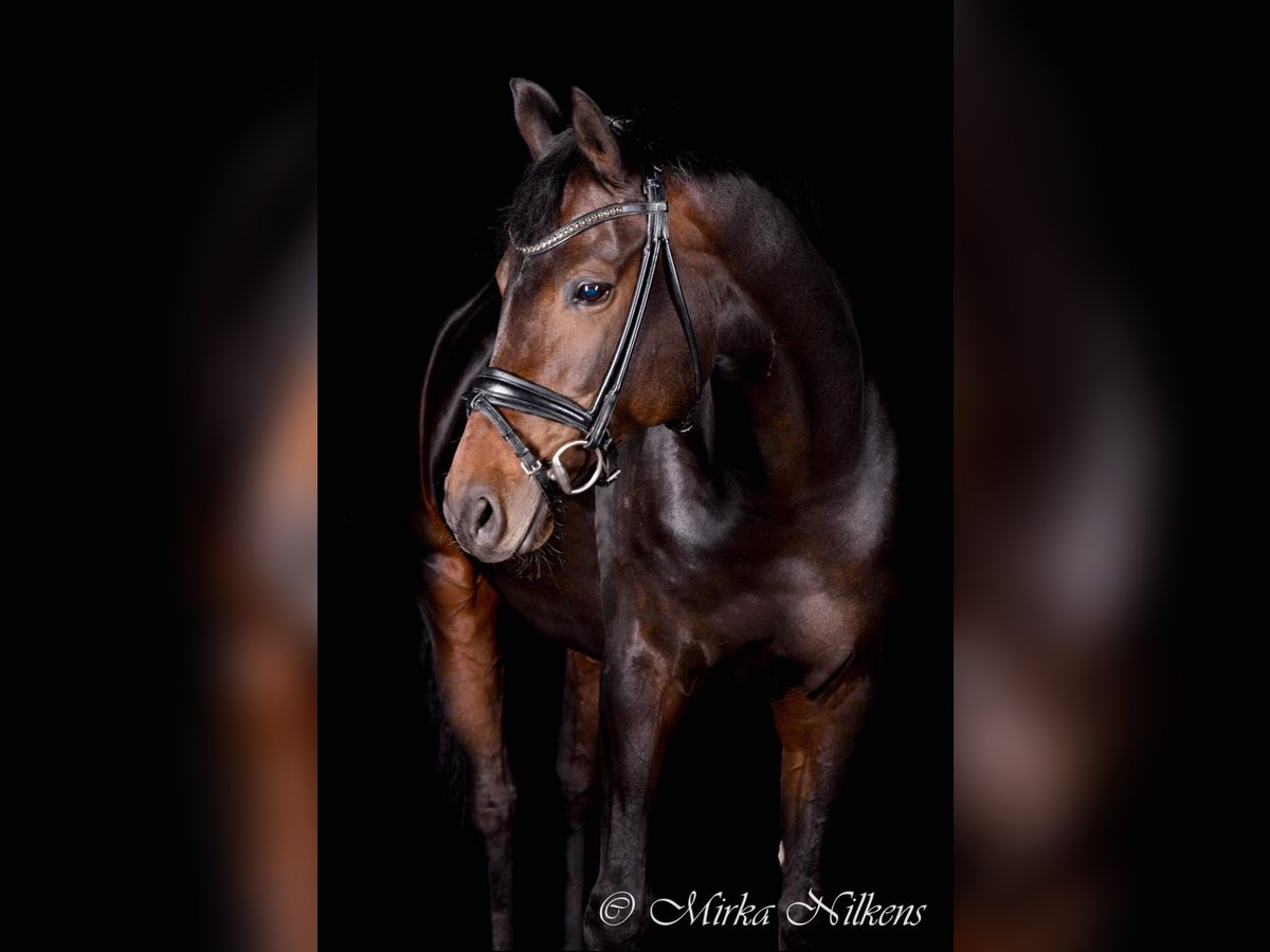 Deutsches Reitpferd Stute 14 Jahre 167 cm Schwarzbrauner in Hanau