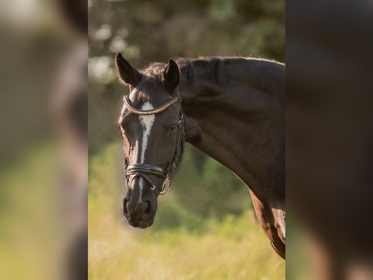 Deutsches Reitpferd Stute 14 Jahre 172 cm Rappe in Böblingen