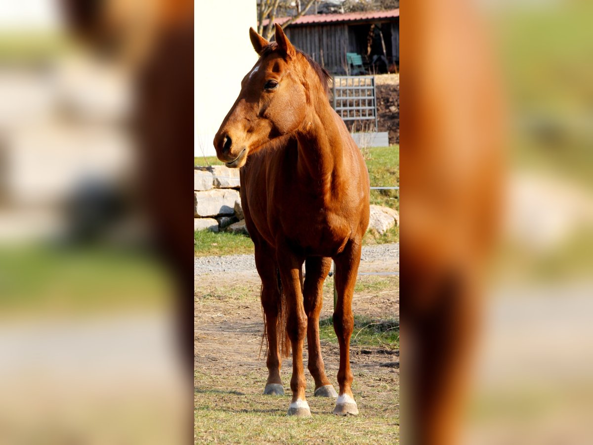 Deutsches Reitpferd Stute 14 Jahre Fuchs in Hausen