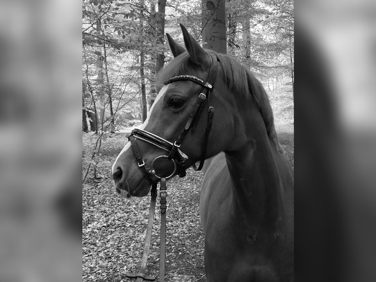Deutsches Reitpferd Stute 15 Jahre 146 cm Fuchs in Rosendahl