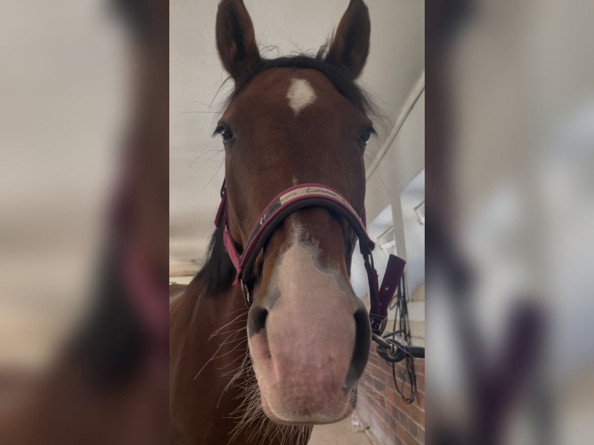 Deutsches Reitpferd Stute 15 Jahre 168 cm Brauner in Sch&#xF6;nefeld