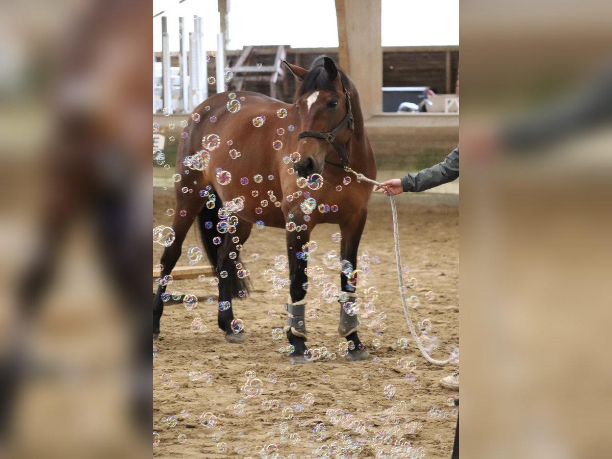 Deutsches Reitpferd Mix Stute 16 Jahre 157 cm Brauner in Loxstedt Deutsches Reitpferd Mix Stute 16 Jahre 157 cm Brauner in Loxstedt