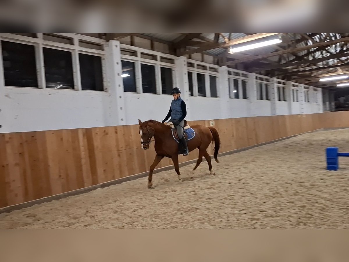 Deutsches Reitpferd Stute 16 Jahre 160 cm Rotfuchs in Gerwisch