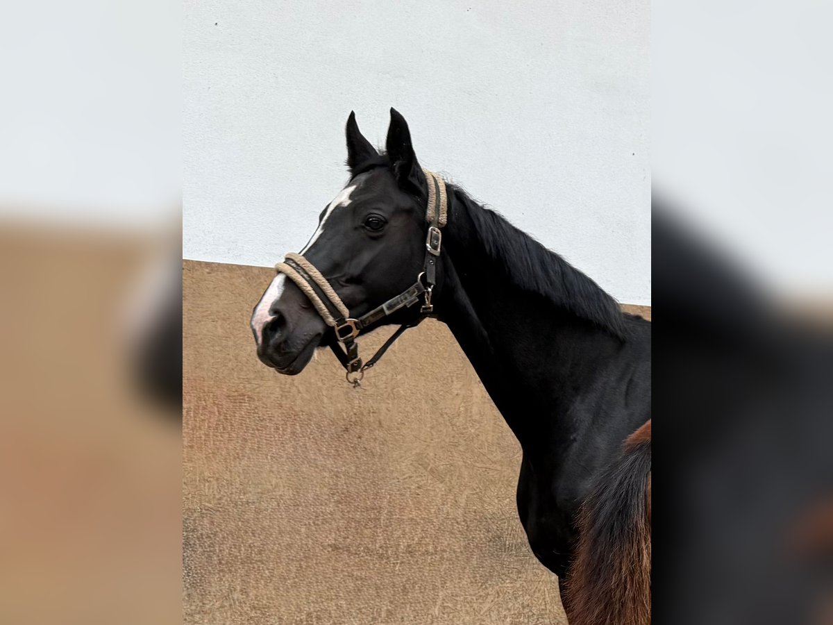 Deutsches Reitpferd Stute 16 Jahre Rappe in Burgthann Deutsches Reitpferd Stute 16 Jahre Rappe in Burgthann