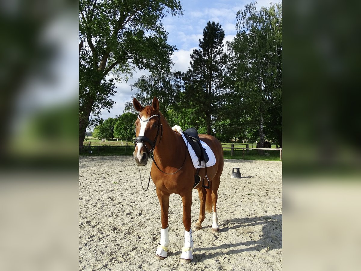 Deutsches Reitpferd Stute 17 Jahre 164 cm Fuchs in Wedemark