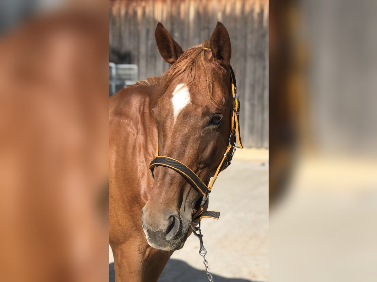 Deutsches Reitpferd Stute 17 Jahre 167 cm Fuchs in Mainbernheim