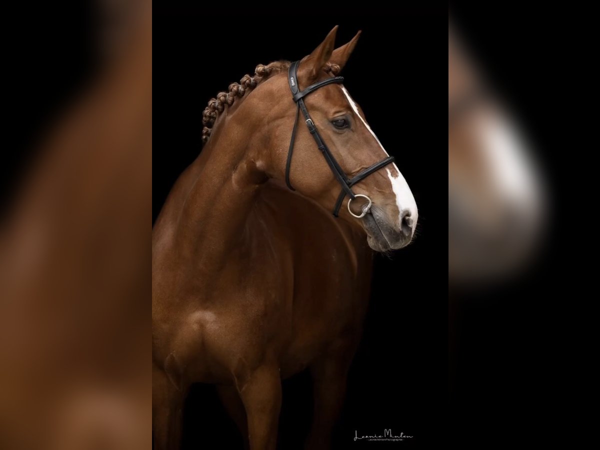 Deutsches Reitpferd Stute 17 Jahre 172 cm Fuchs in Schw&#xE4;bisch Hall